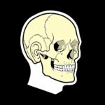 Human skull lateral view